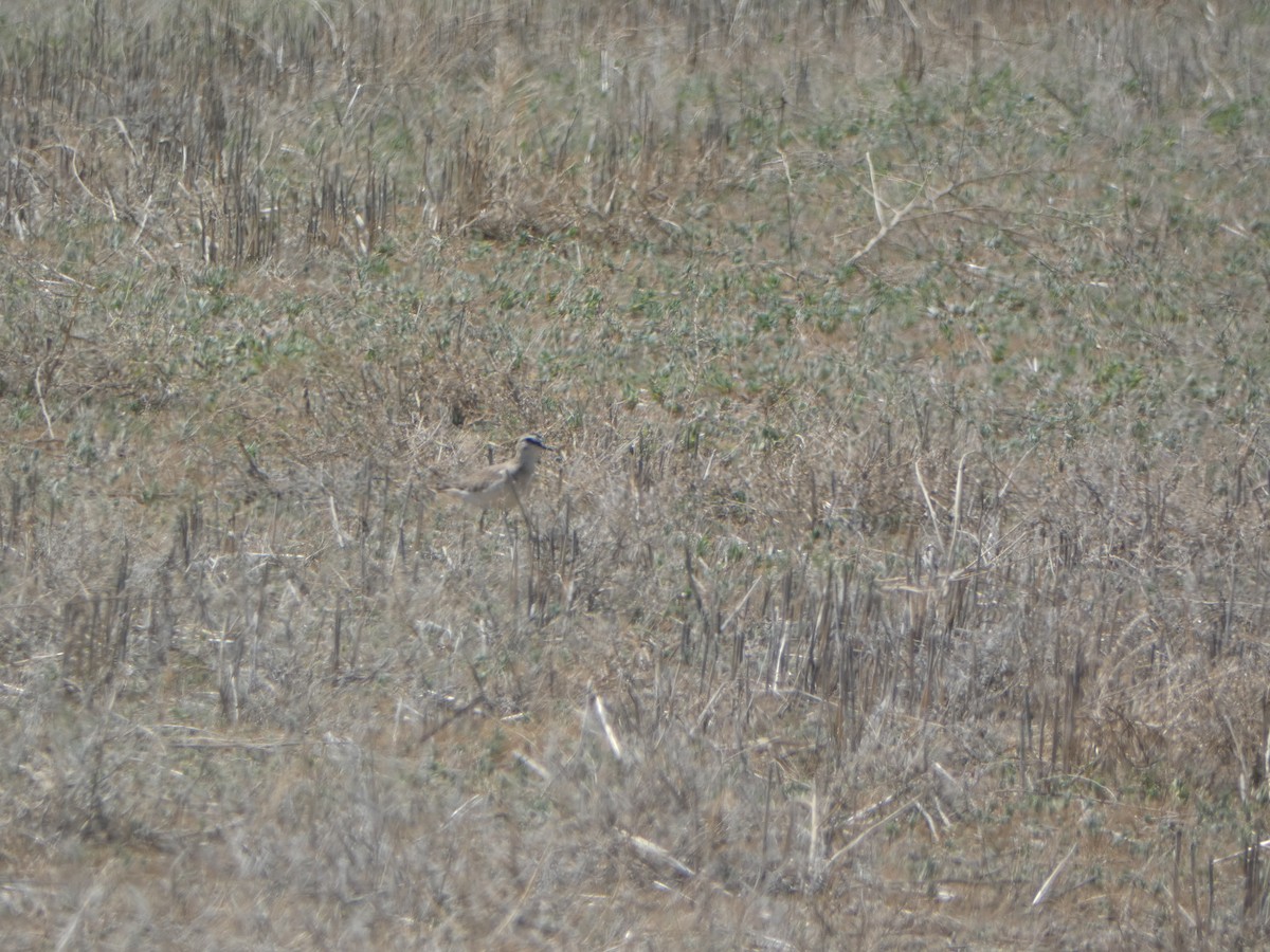 Mountain Plover - Kevin Hayes