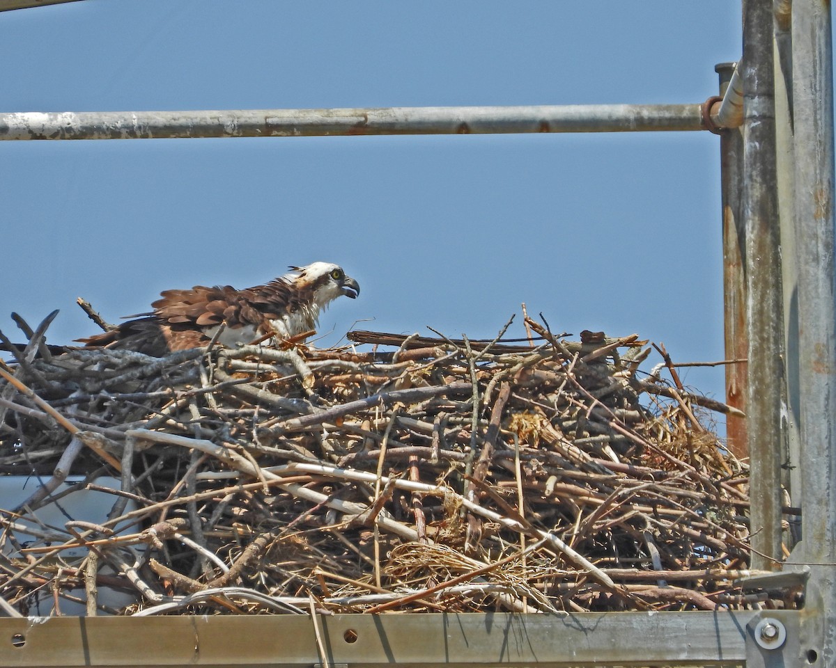 Águila Pescadora - ML620605151