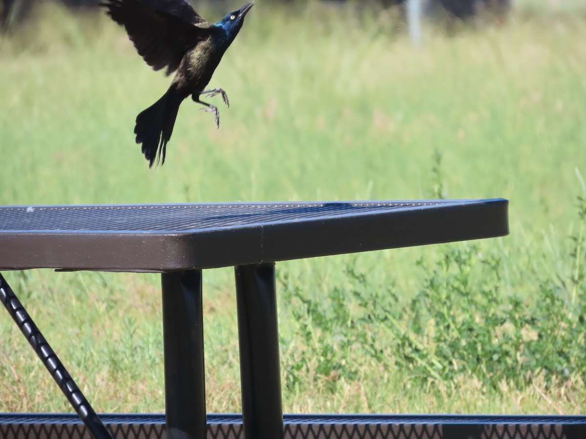 Common Grackle - ML620605155