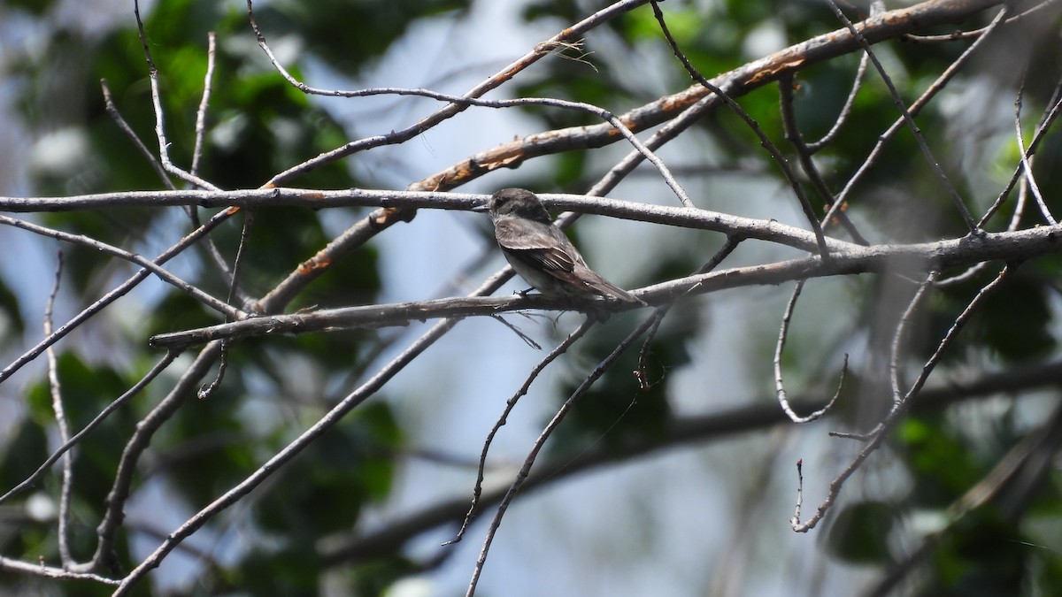 Western Wood-Pewee - ML620605157