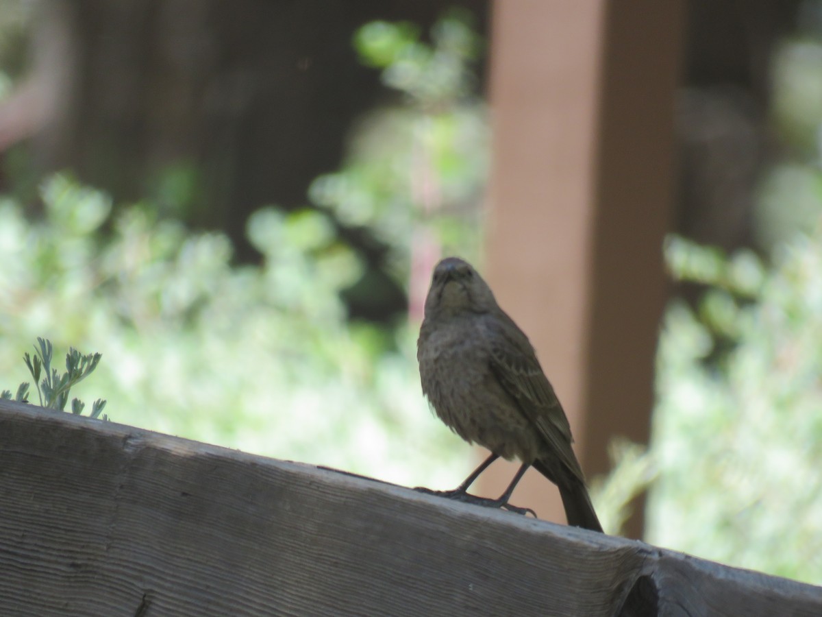 Brown-headed Cowbird - ML620605162