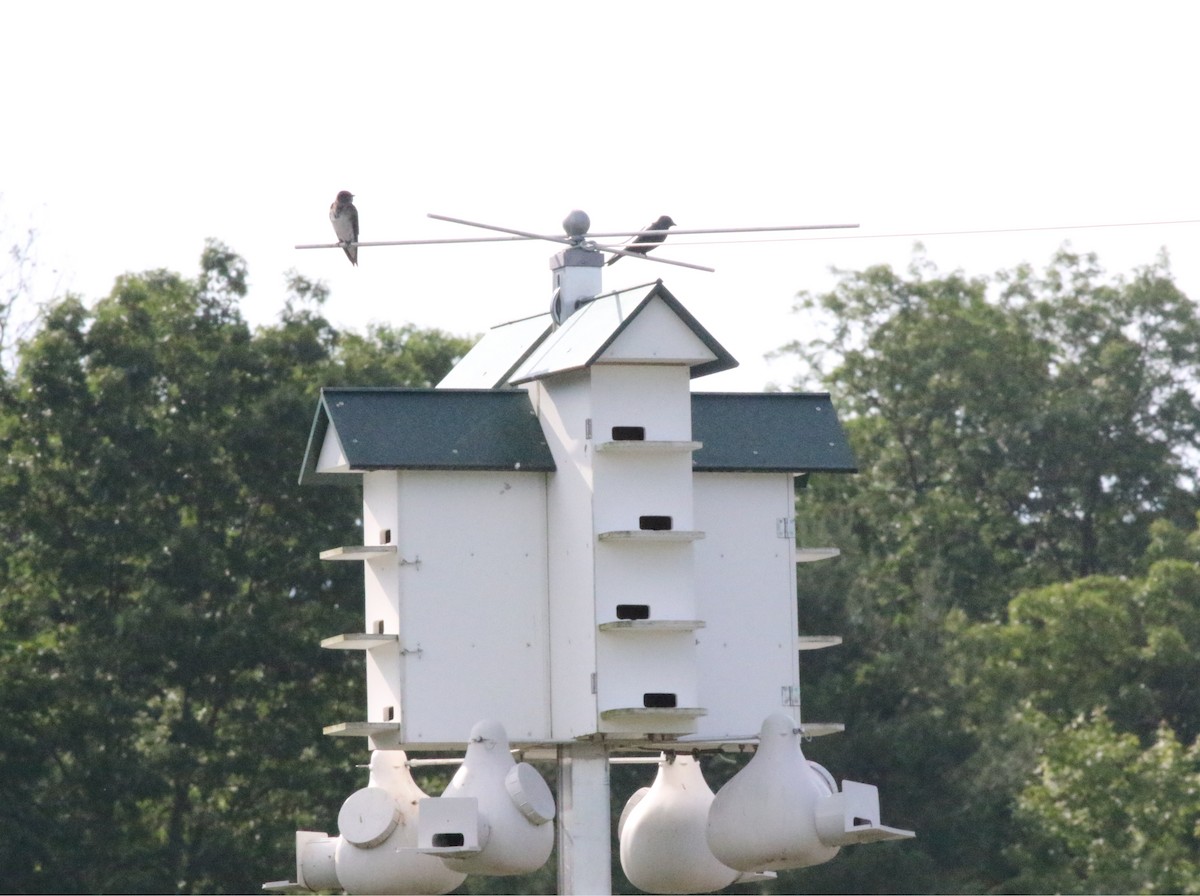 Purple Martin - ML620605165