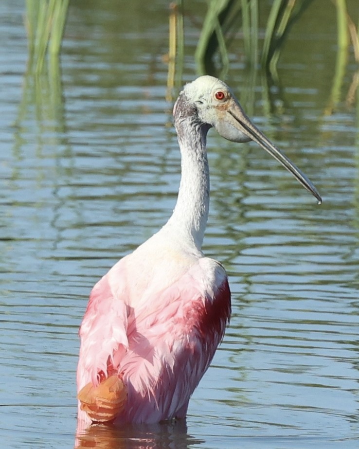 Roseate Spoonbill - ML620605171