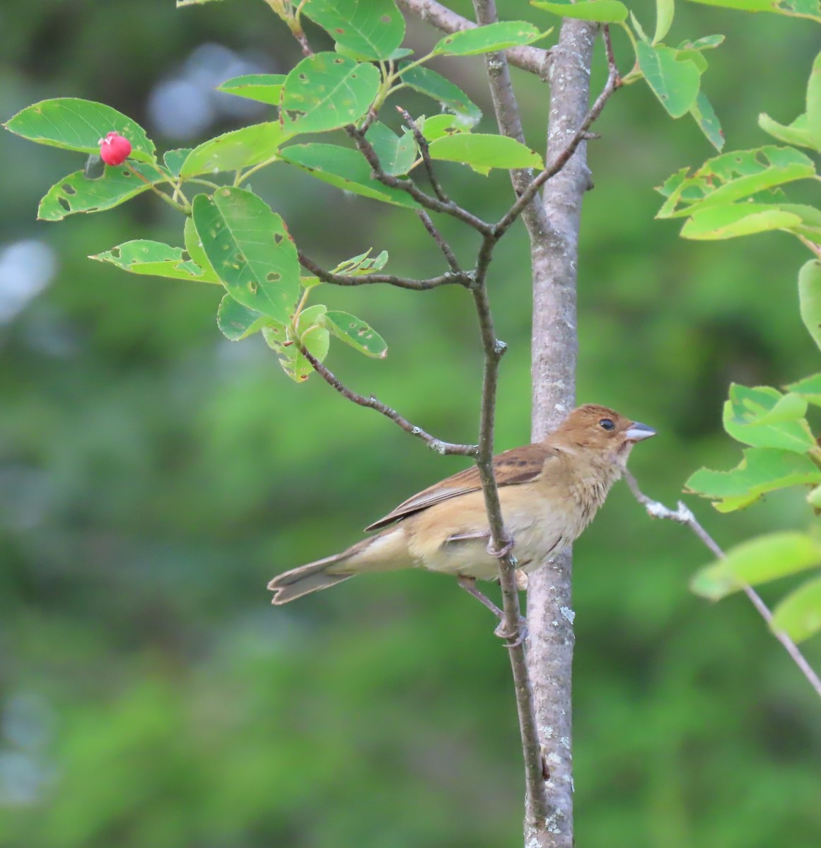 Indigo Bunting - Maryangela Buskey