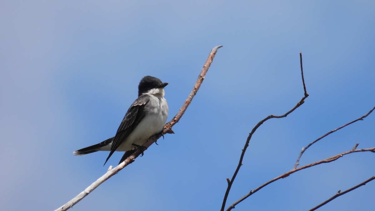 Eastern Kingbird - ML620605179