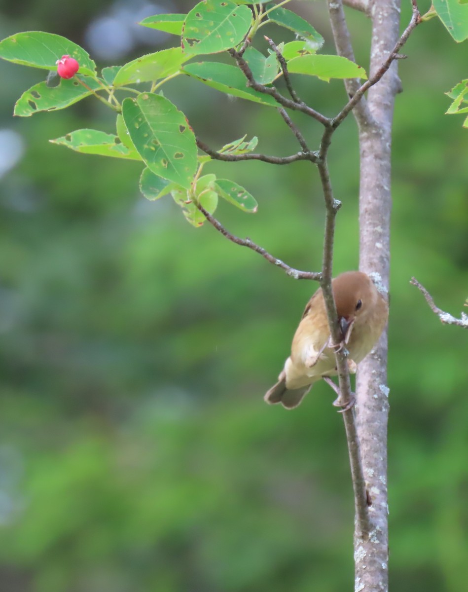 Indigo Bunting - ML620605183