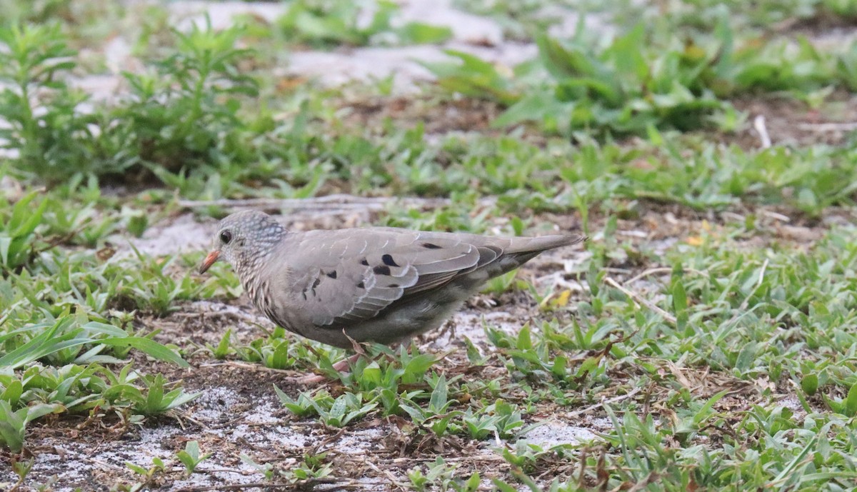 Common Ground Dove - ML620605184