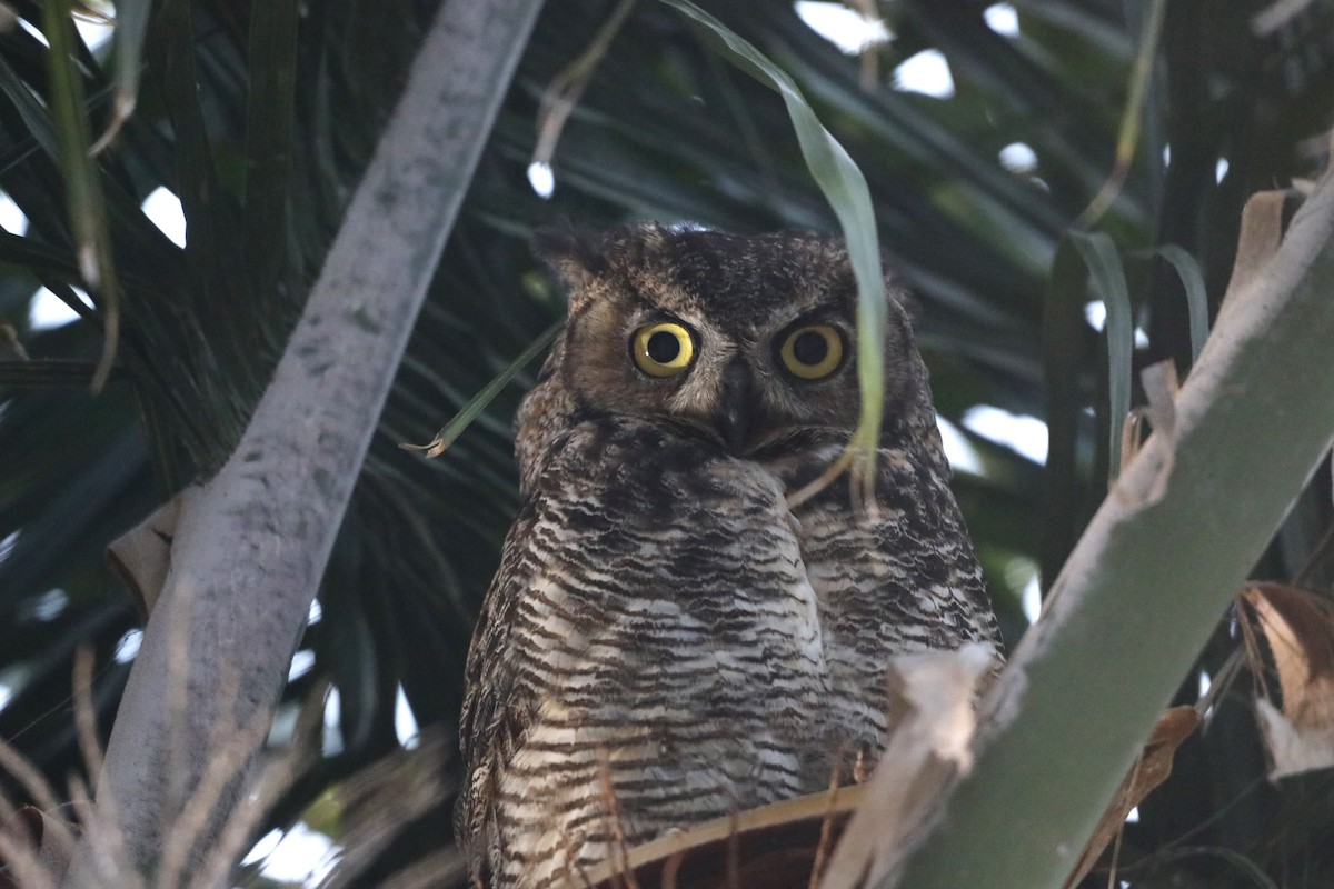 Great Horned Owl - ML620605185