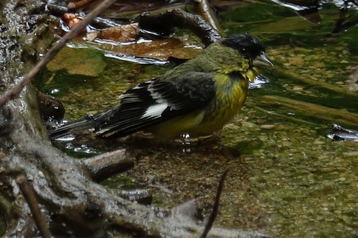 Lesser Goldfinch - ML620605190