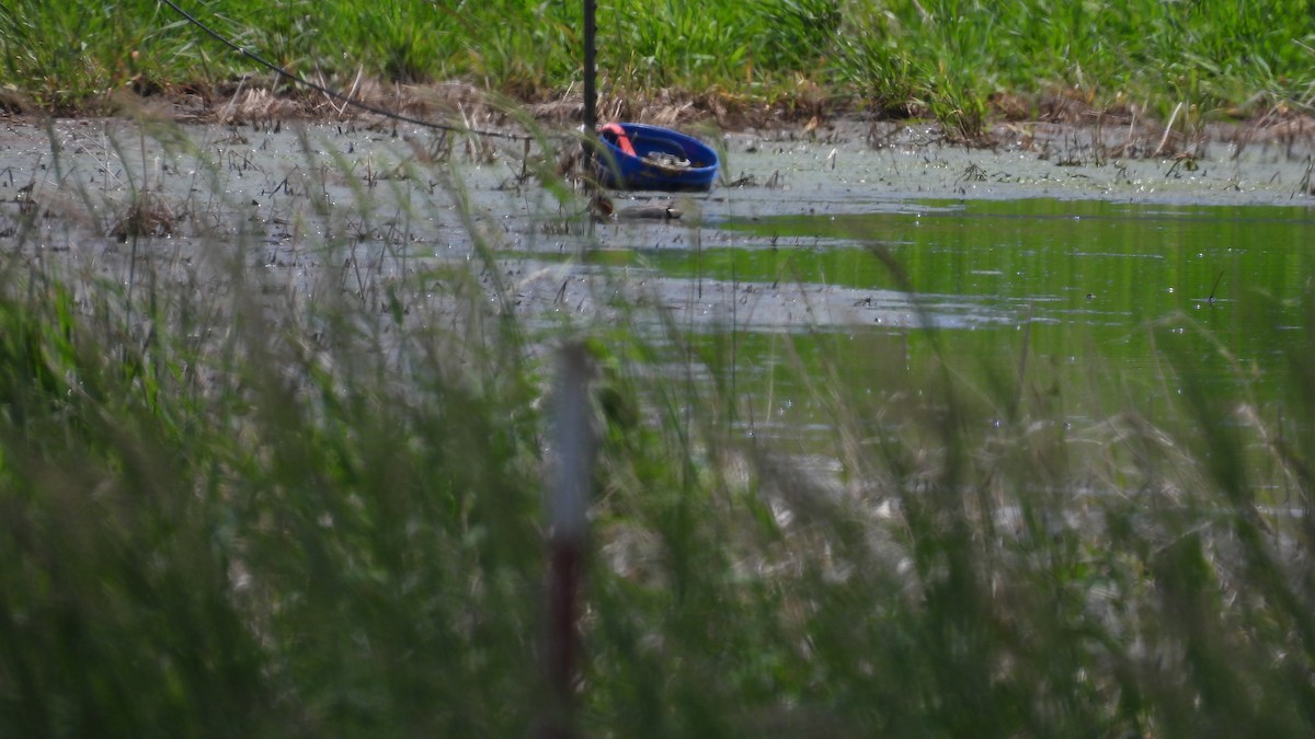 Green-winged Teal - ML620605191