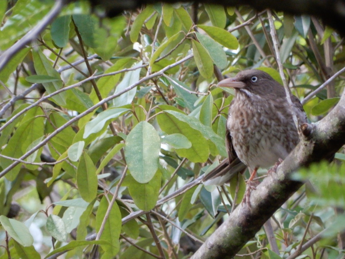 Pearly-eyed Thrasher - ML620605192