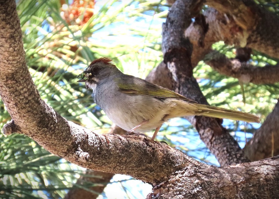 Green-tailed Towhee - ML620605197