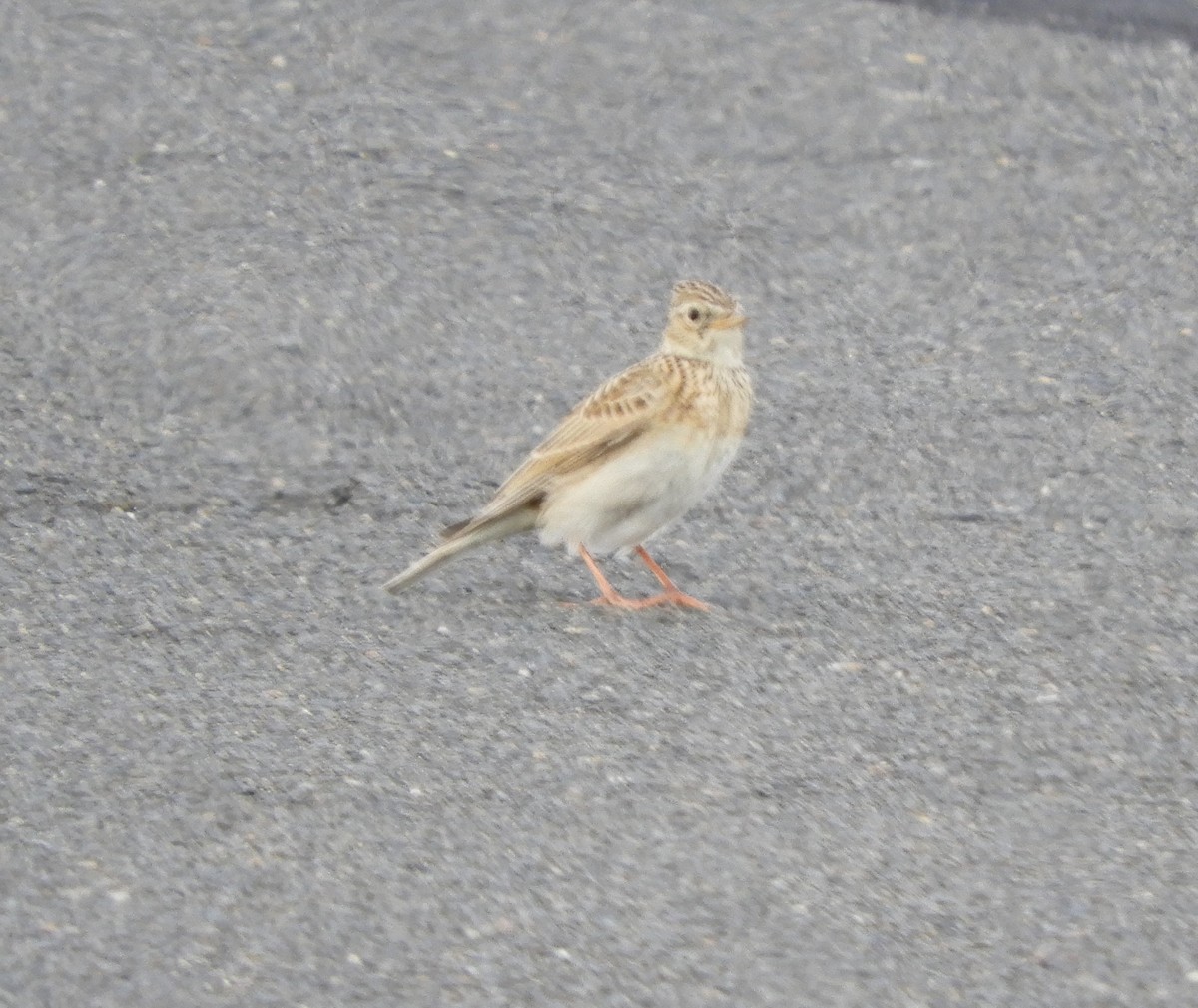 Eurasian Skylark - ML620605198