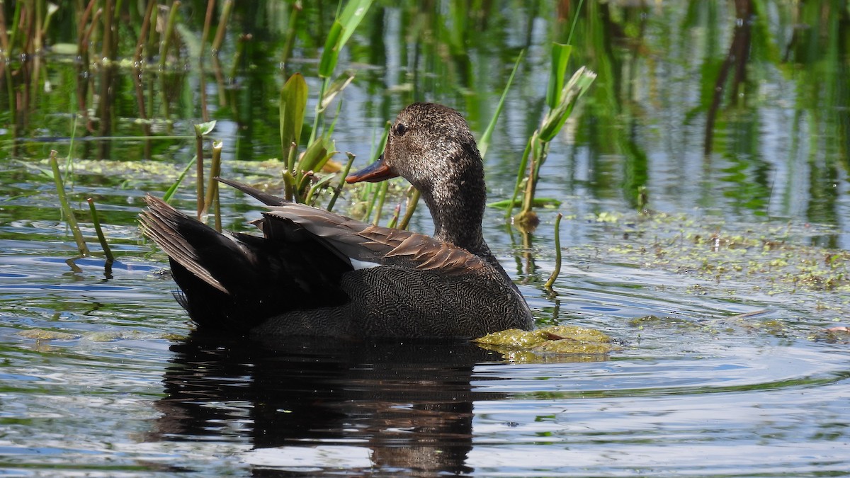 Gadwall - ML620605201