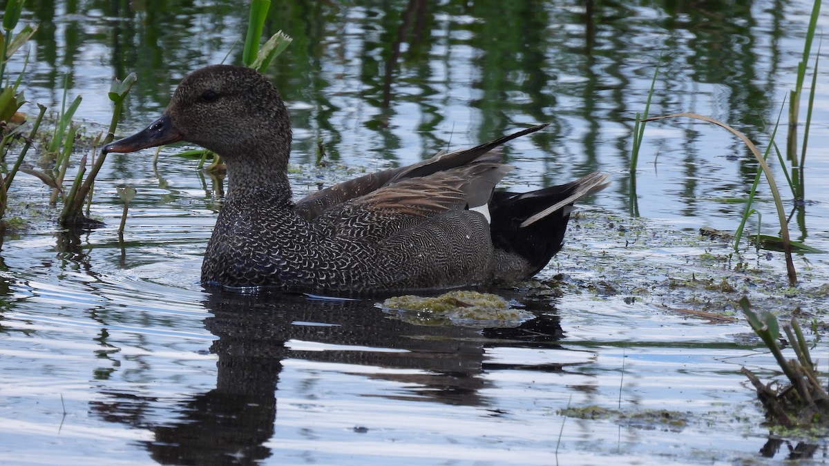 Gadwall - ML620605202