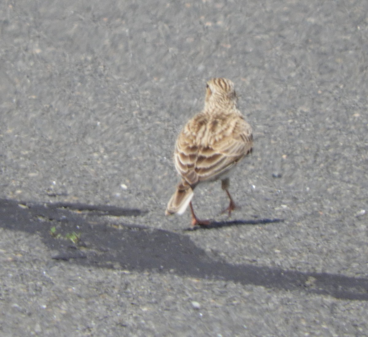 Eurasian Skylark - ML620605205