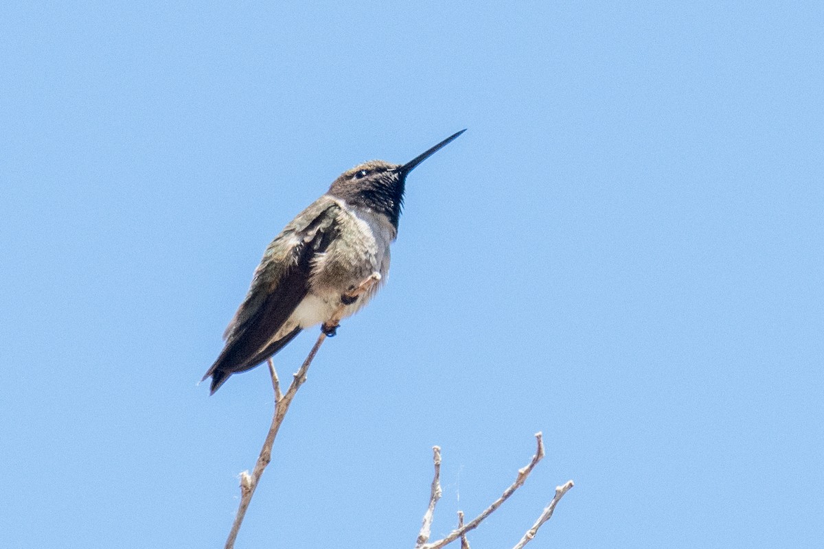 Colibri à gorge noire - ML620605206