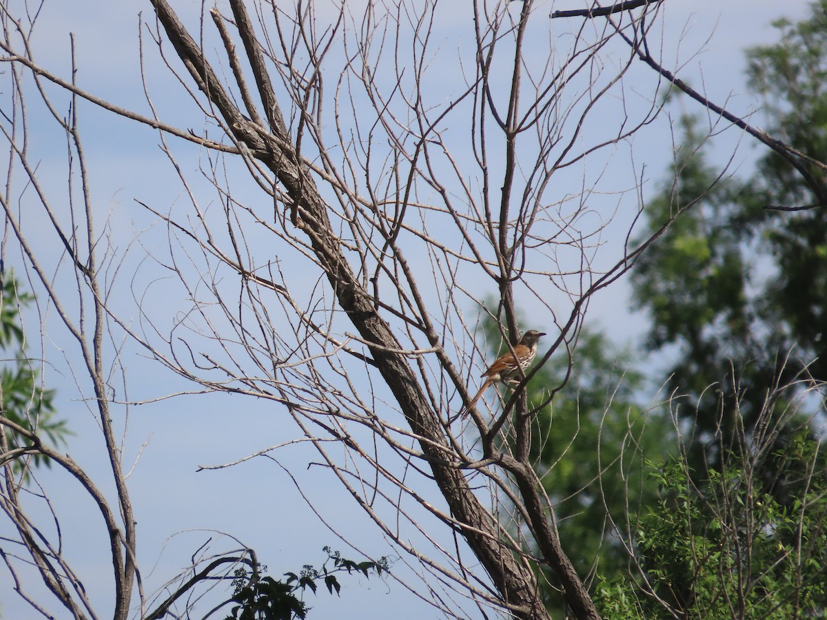 Brown Thrasher - ML620605207