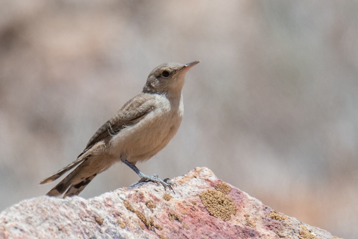 Rock Wren - ML620605212