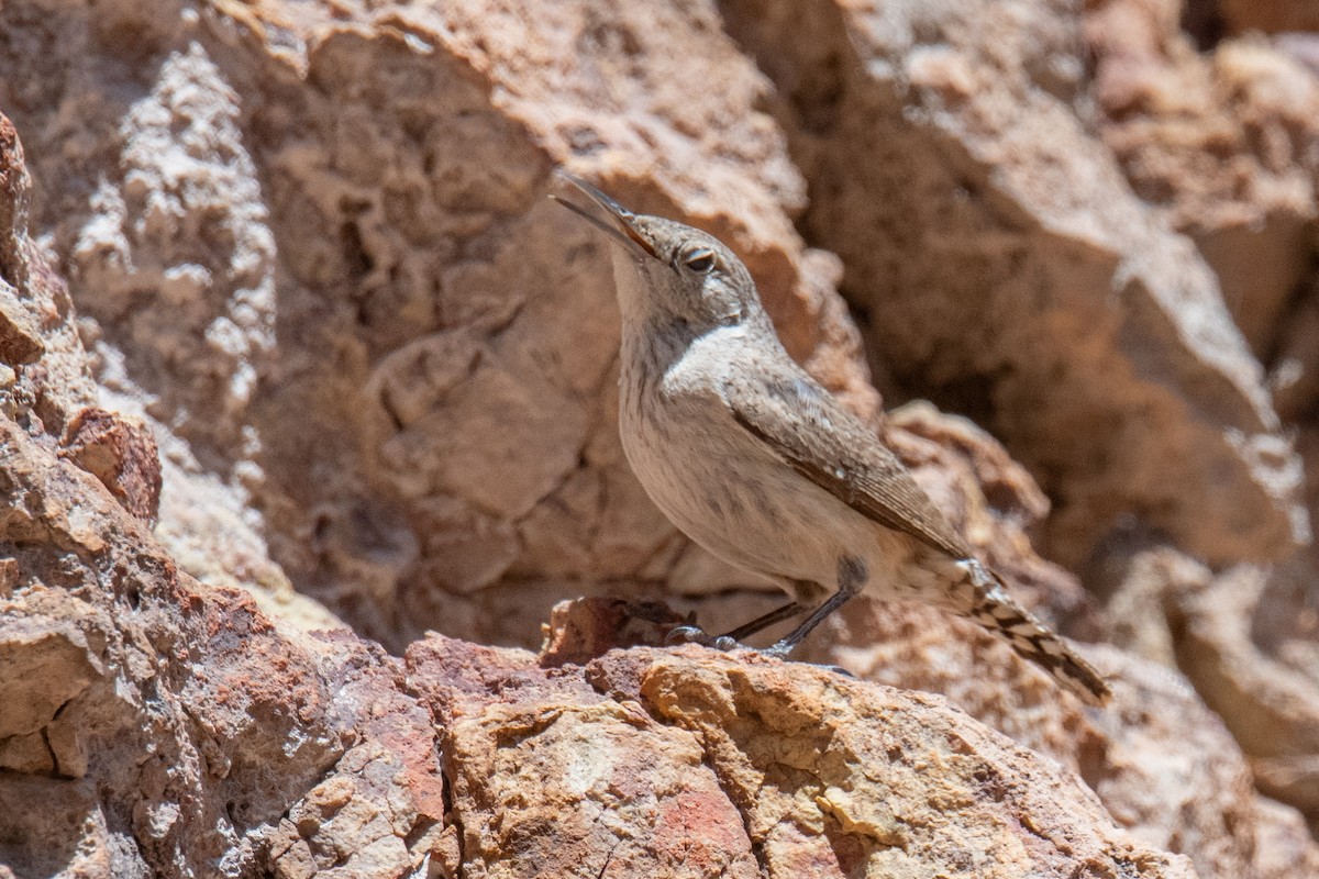 Rock Wren - ML620605213