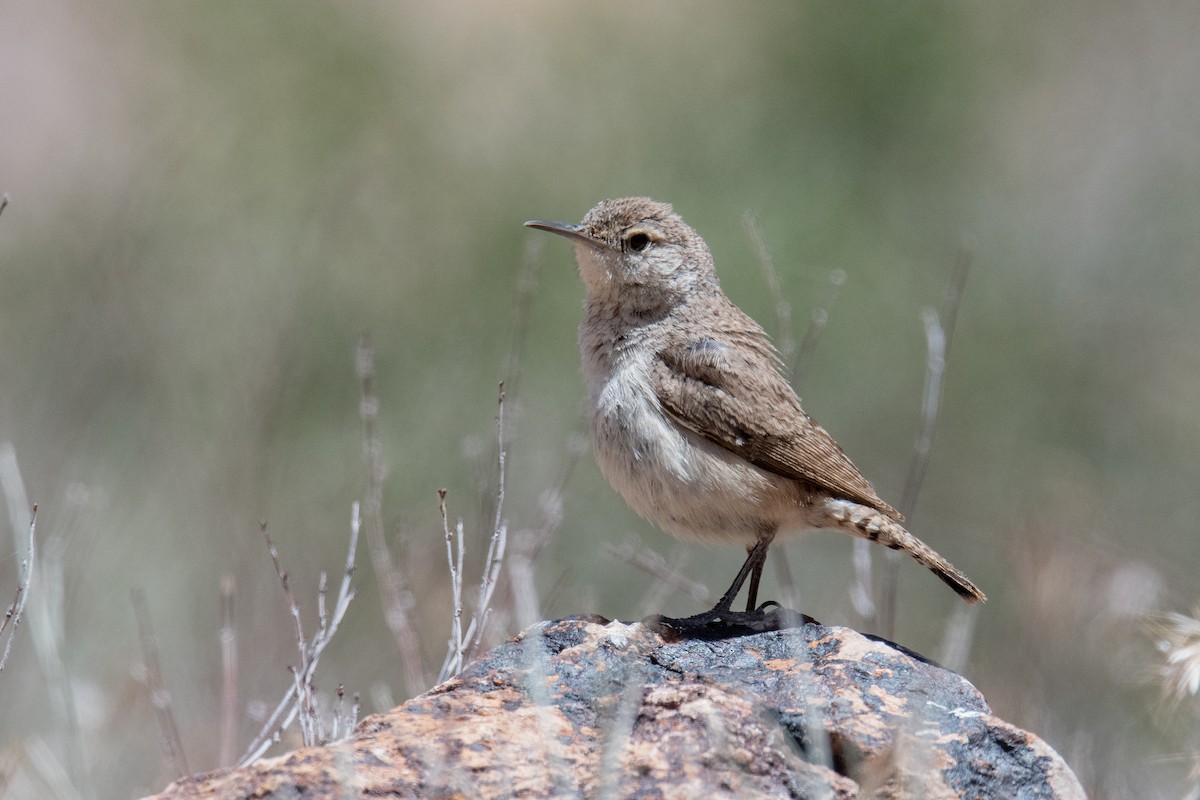 Rock Wren - ML620605214