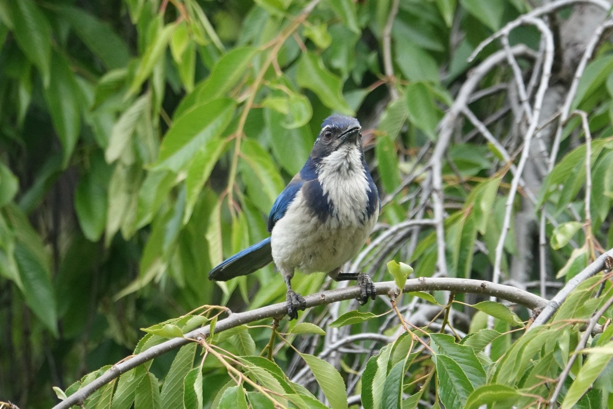 California Scrub-Jay - ML620605215