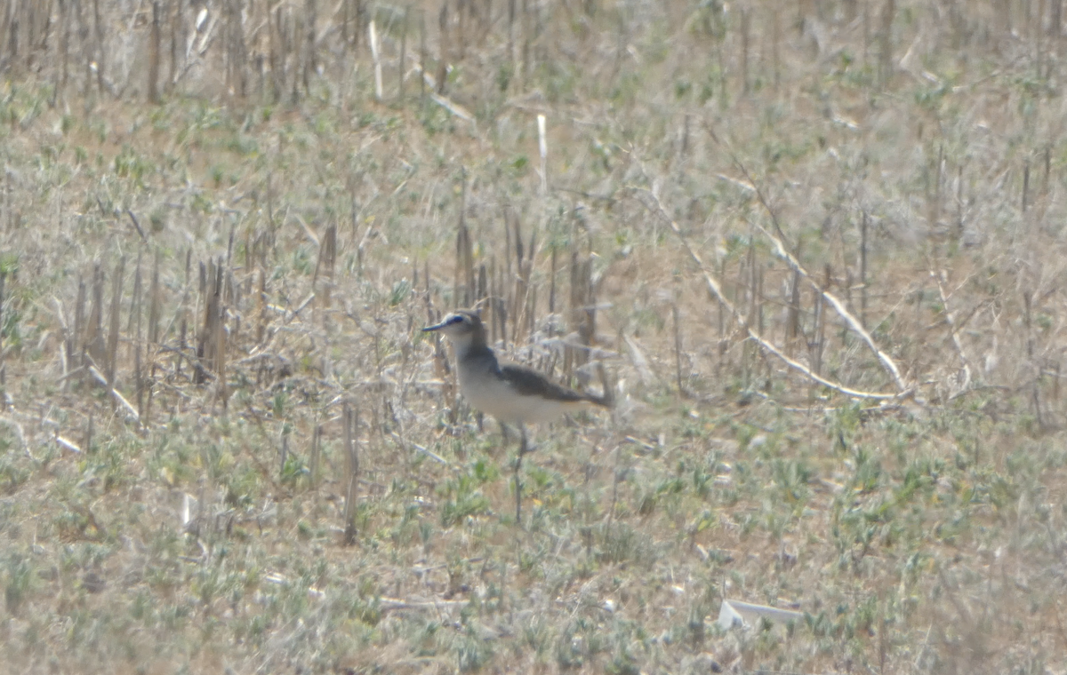 Mountain Plover - ML620605216