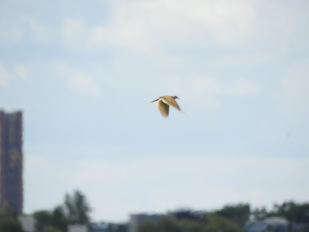 Eurasian Skylark - ML620605217