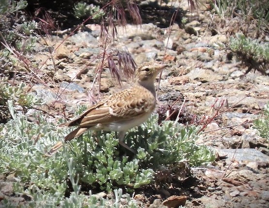 Horned Lark - ML620605221