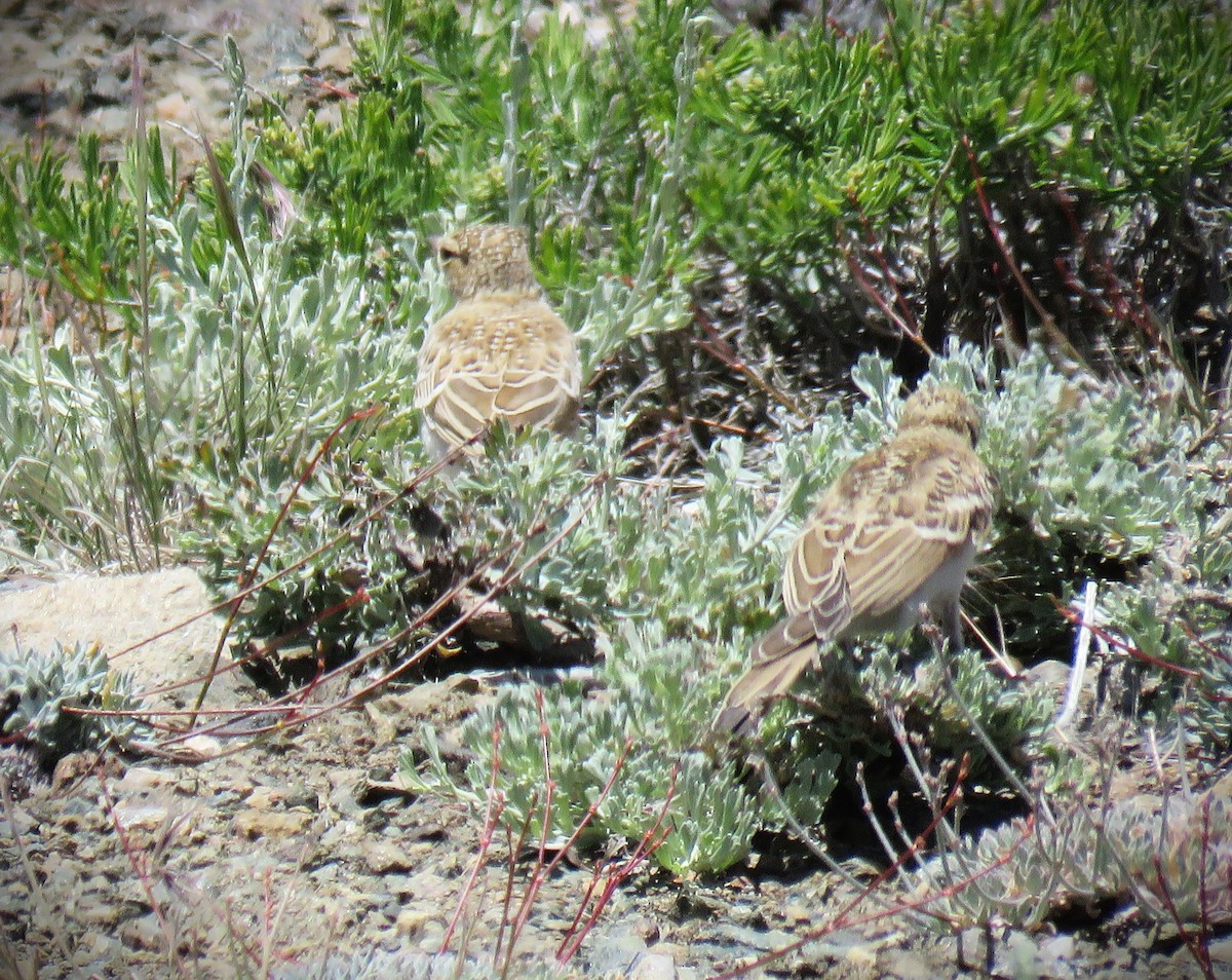 Horned Lark - ML620605224