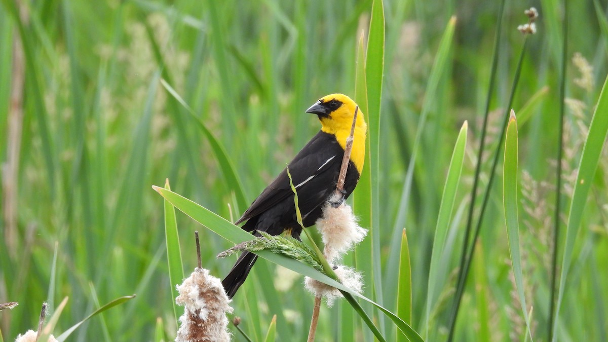 Yellow-headed Blackbird - ML620605225