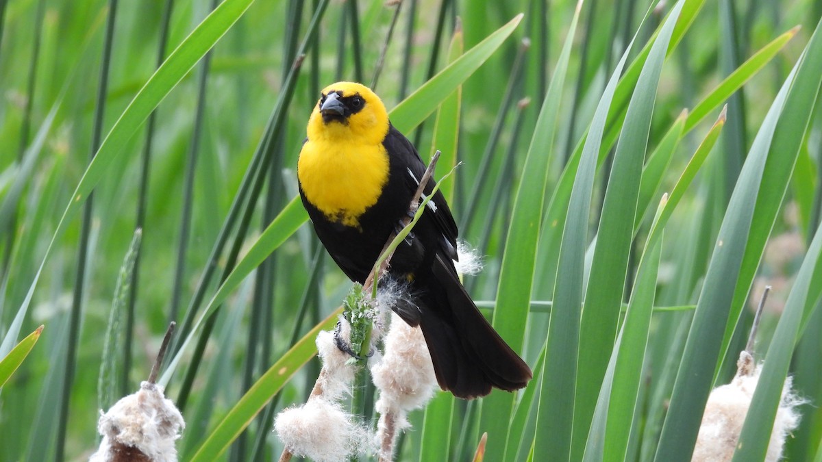 Yellow-headed Blackbird - ML620605226