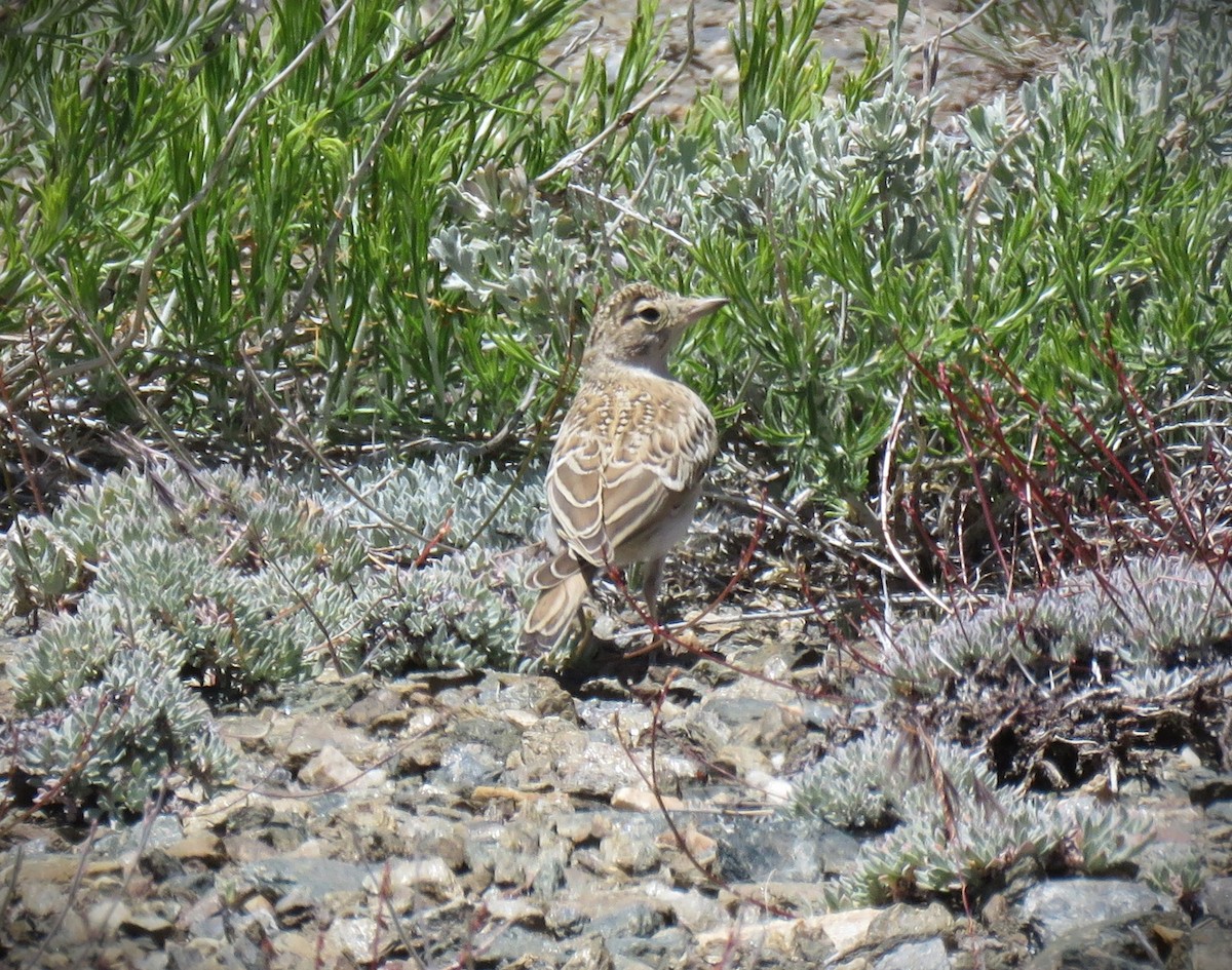 Horned Lark - ML620605228