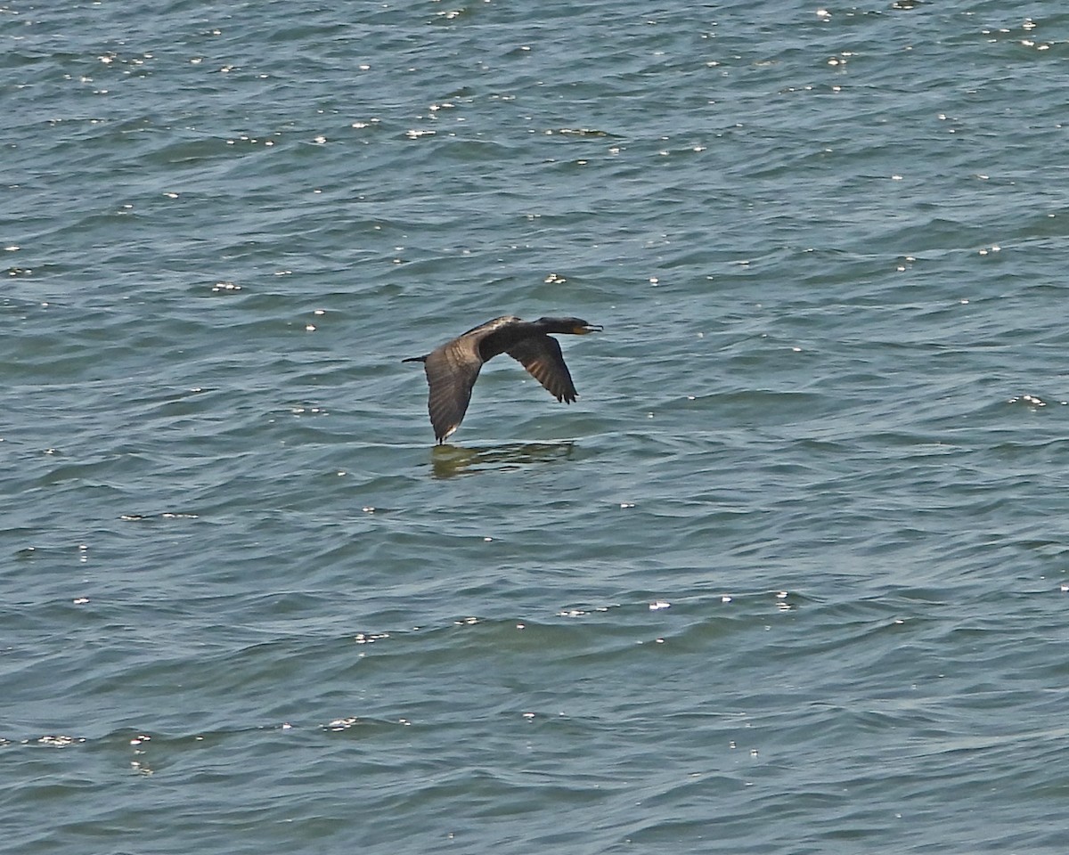 Double-crested Cormorant - ML620605229