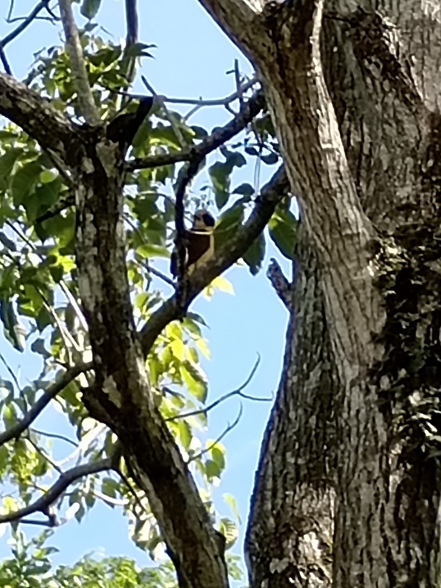 Laughing Falcon - ML620605230