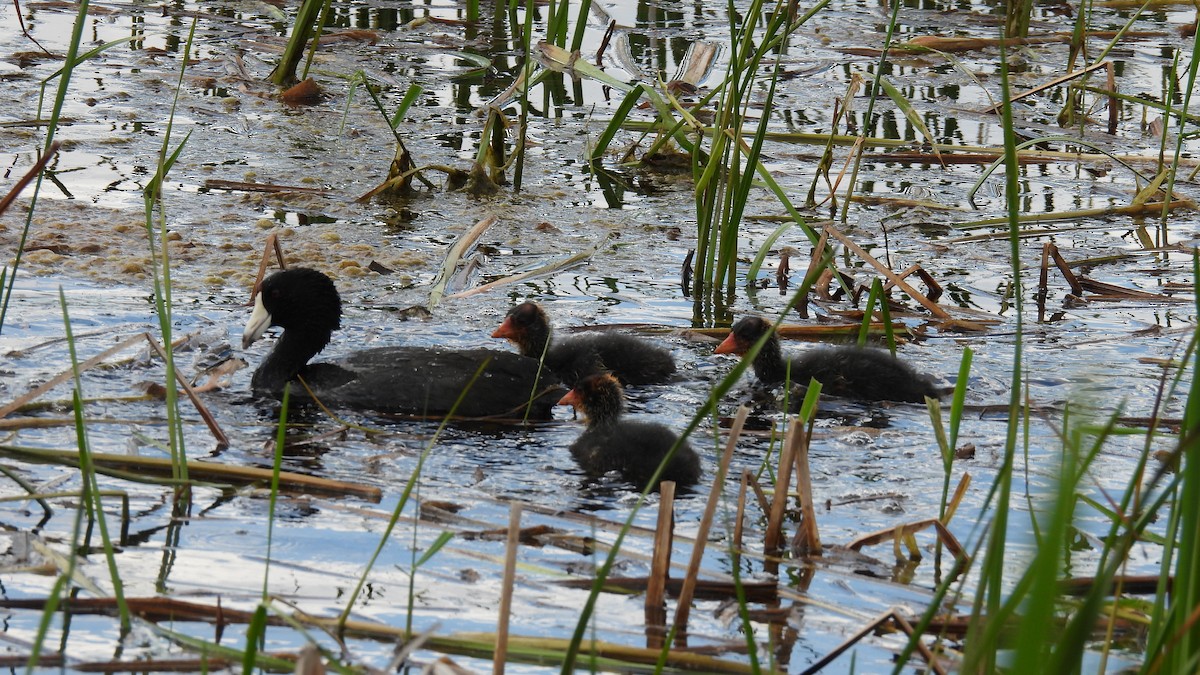 American Coot - ML620605231