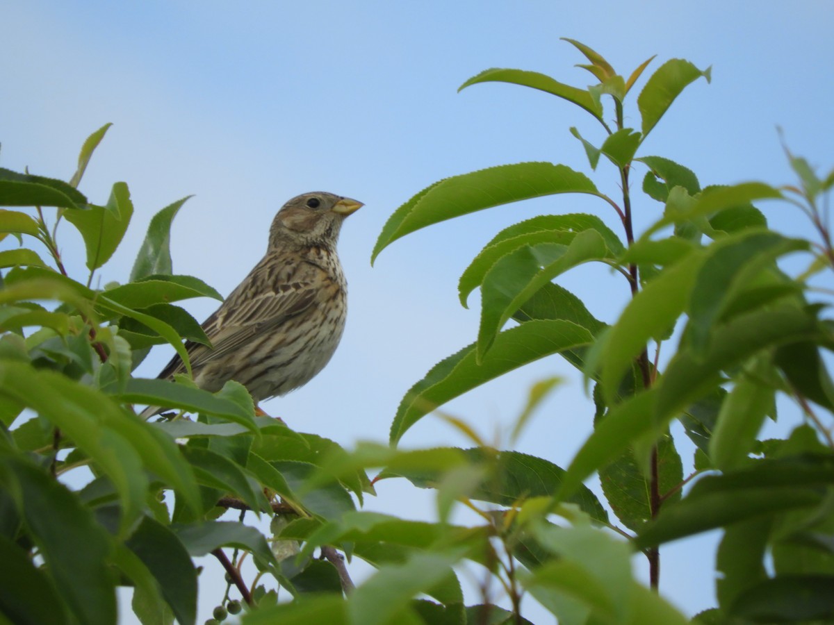 Corn Bunting - ML620605233