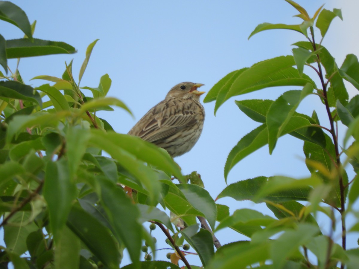 Corn Bunting - ML620605235