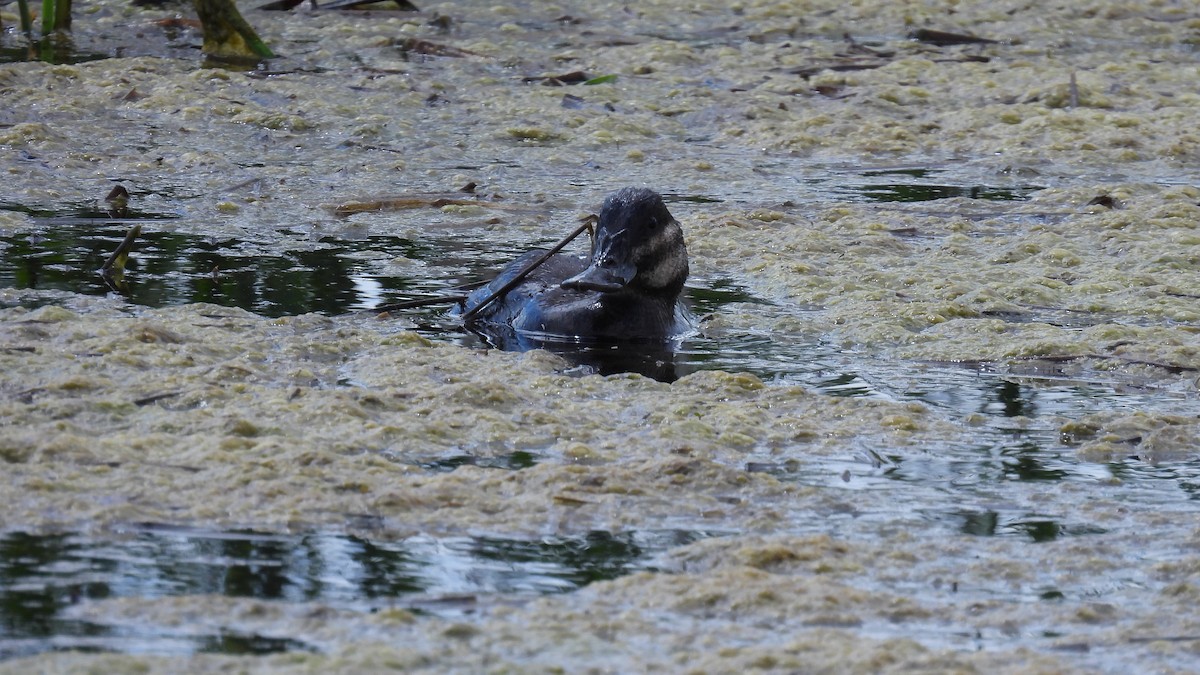 アカオタテガモ - ML620605236