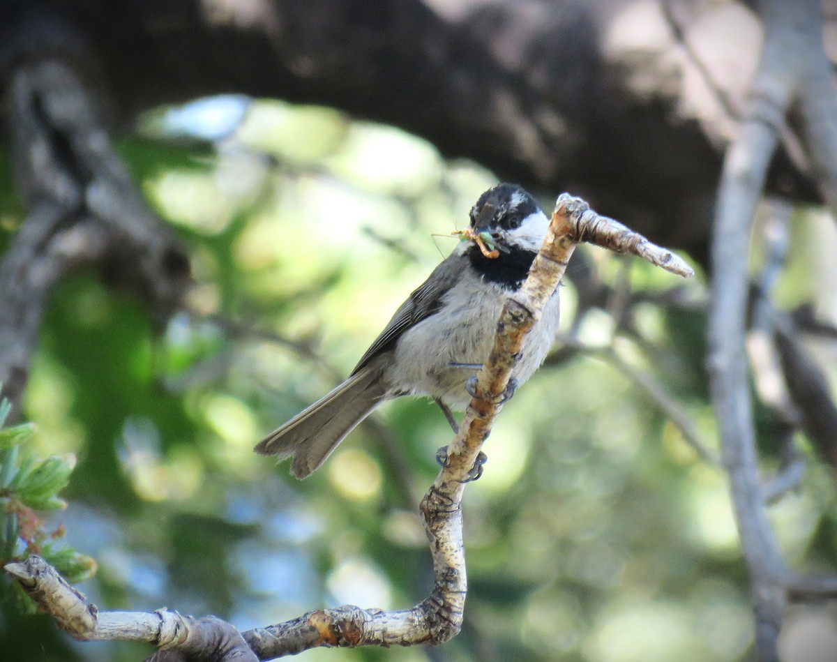 Mountain Chickadee - ML620605239