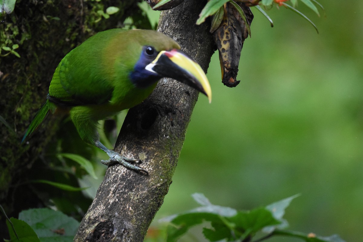 Northern Emerald-Toucanet - ML620605240