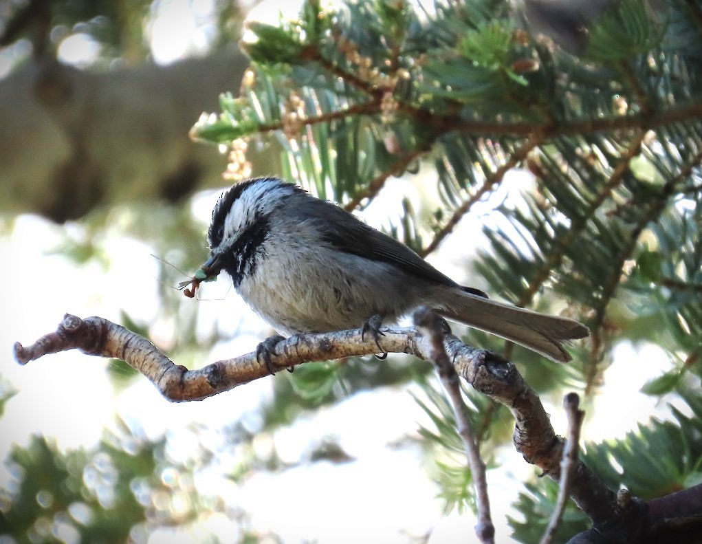 Mountain Chickadee - ML620605241