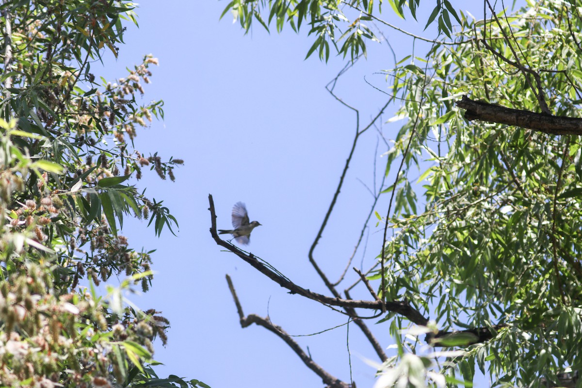 Bell's Vireo - ML620605243