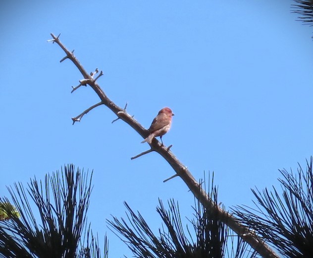 Purple Finch (Western) - ML620605246