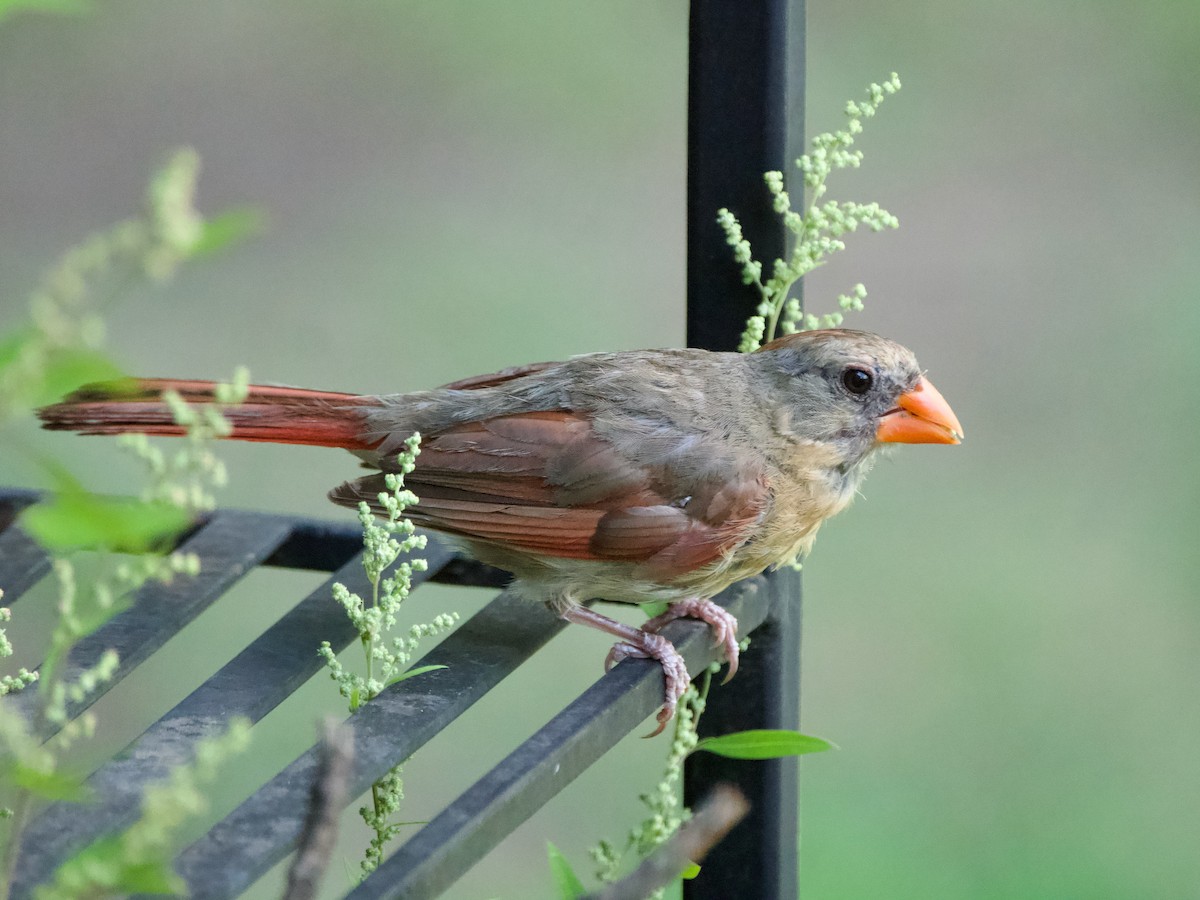 ショウジョウコウカンチョウ - ML620605248