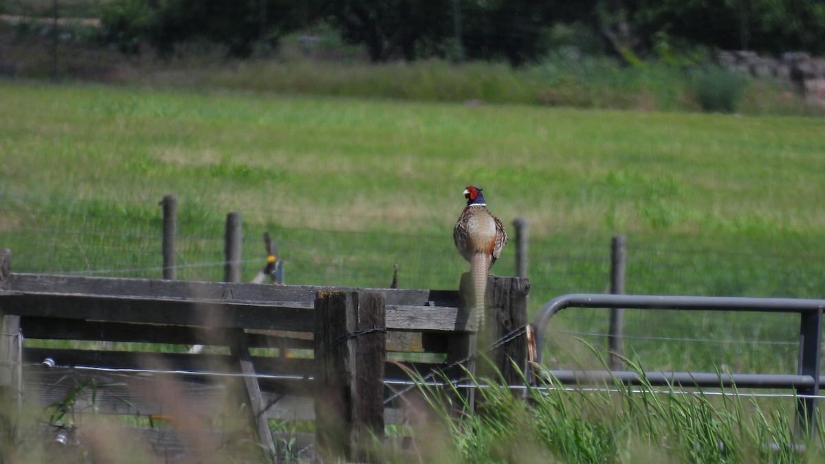 Ring-necked Pheasant - ML620605255