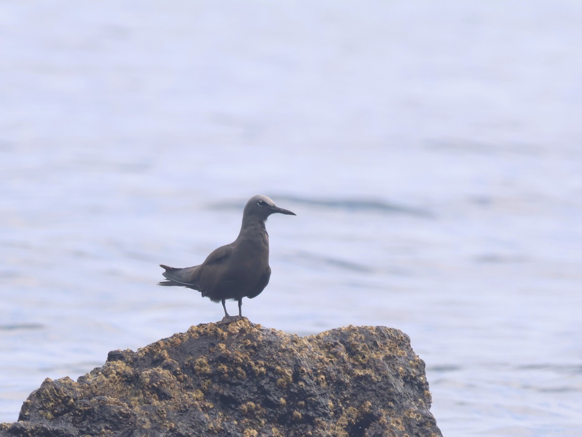 Brown Noddy - ML620605259