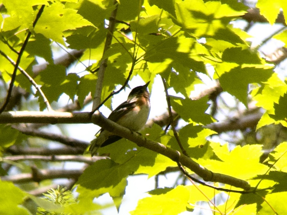 Bay-breasted Warbler - ML620605269