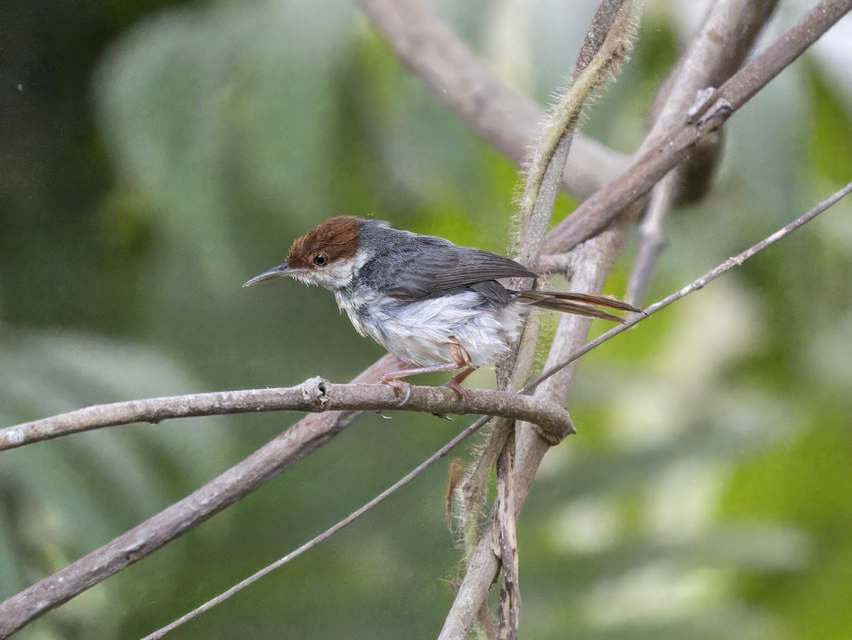 Rufous-tailed Tailorbird - ML620605276