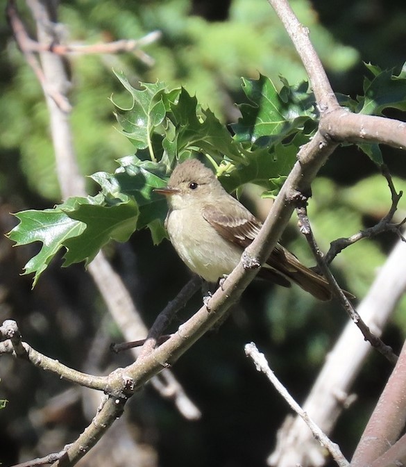 Western Wood-Pewee - Michael Long